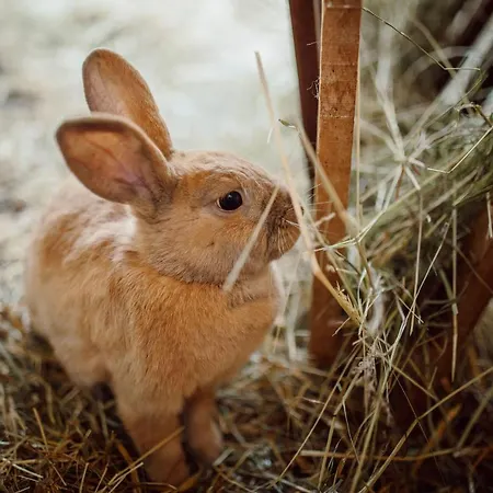 Lerchs Hotel Sankt Johann im Pongau
