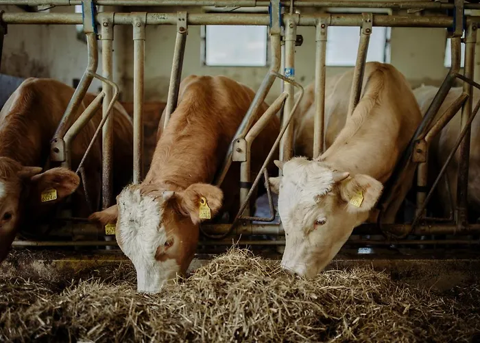 Lerchs Hotel Sankt Johann im Pongau