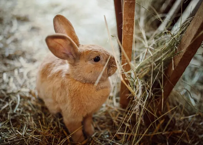 Lerchs Hotel Sankt Johann im Pongau